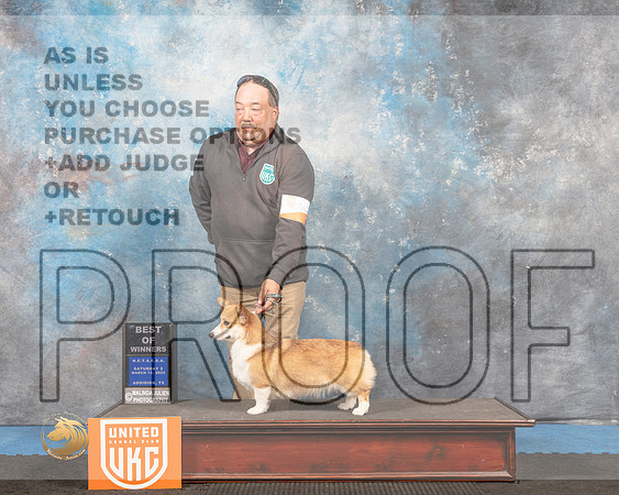 Pembroke Welsh Corgi #203 Sat2 BOW Judge Tracey Kallas_MMJ_6407_Addison2022_HR3