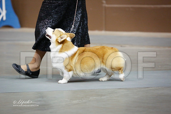 CorgPW-4090-SANov13-HR