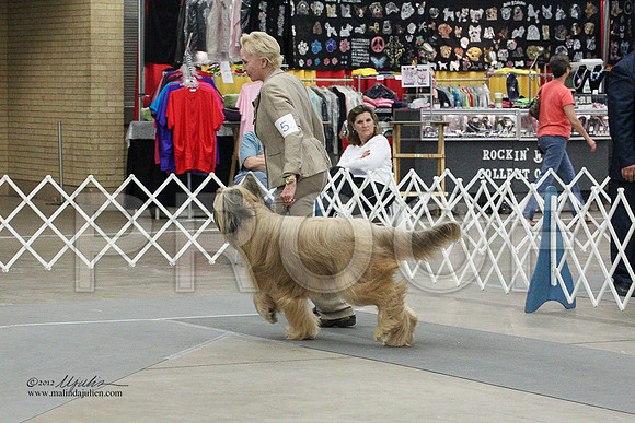 Briard-0774LR