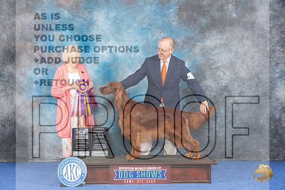 Irish Setter #14 WED BOB Judge Nancy Liebes__JP_7079_Houston_2024_HR3