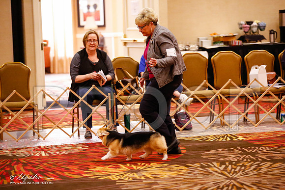 _JJ_0012-HstnCorgiFeb2015-HR3