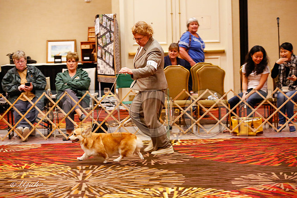 _JJ_9585-HstnCorgiFeb2015-HR3
