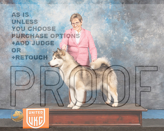 Alaskan Malamute #176 Sat2 BIS Judge Pam Moore_MMJ_6545_Addison2022_HR3