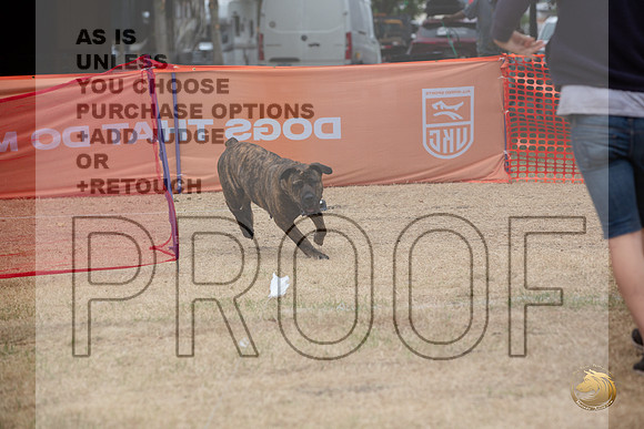 Precision Coursing Longview WA 2024 Cane Corso_JJL_3338_Longview WA_2024_HR3