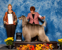 Afghan Hounds #5 Sat G4 Cochrane Claudia David Jennifer Jason Tarlor Judge Ms Joanne M Buehler