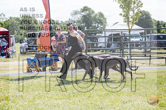 Greyhounds #104 #105 Brace Wed_JJL_1780_Premier_2024_HR3