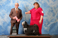 Tibetan Terrier #8 Sat OH G1 Holibaugh K Hamilton & T & M Worlton & T Worlton Agent Tonia Holibaugh PHA Judge Mr edd Embry Bivin