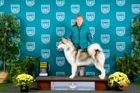 Alaskan Malamute  #127 Thur Sat