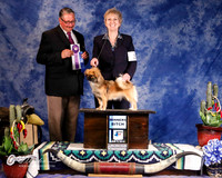 Tibetan Spaniel #22 Fri Winners Bitch Krall Gail Judge J Booth