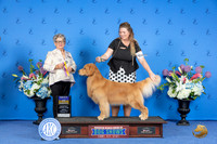 Golden Retriever #27 SUN BOB Judge Sandra Lex
