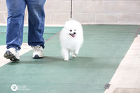 American Eskimo Sun Ring