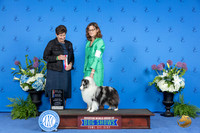 Shetland Sheepdog #8 THUR WB BO BOW Judge Ann Yuhasz
