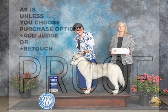Siberian Husky #11 Fri G1 Judge Wendy G Willhauck__JP_4458_San Antonio_2024_HR3