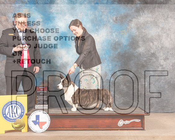 Cardigan Welsh Corgi #14 Fri BOS Judge Patrick Smith-MMJ_7589-FW2022-HR3