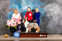 Australian Shepherd #34 FRI WB Judge Polly Smith