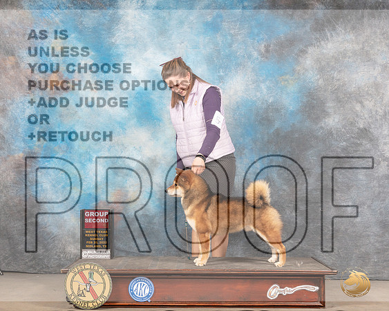 Shiba Inu #5 Sun G2 Judge Jim FehringMMJ_5690_Mdlnd2022_HR3
