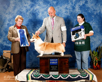 Corgi Pembroke Welsh #16 Sun G1 +OL