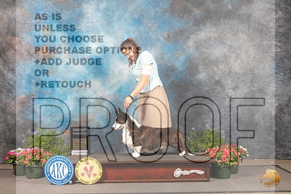 Cardigan Welsh Corgi #5 Thur G4 Judge David Bolus_MJ_0023_SA_2022_HR3