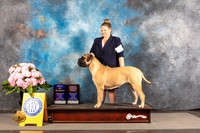 Bullmastiff #6 THUR BOW OHBOB Major Judge Karen McFarlane