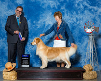 Retrievers Golden #10 Thrs BOW Grennan Pauline Agent Diane Mueller Judge James G Remolds