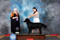 Flat Coated Retriever #5 Sun BOBBOW Judge Bev Felten
