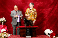 Poodle Toy Sun S1 Best Puppy Janet Lockyer Judge Stan Matsumoto