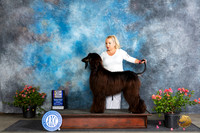 Afghan Hound #10 WBBOWBOB Judge Victor Rosado