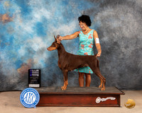 Doberman Pinscher #8 Sat WBCh Judge Eric Liebes