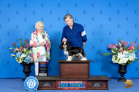 Cavalier King Charles Spaniel #5 FRI WD BOW BOS Judge Nancy Liebes