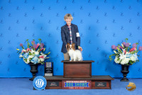 Papillon #11 Fri BOBWDBOW Judge Angela Pickett