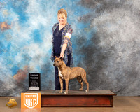 American Pit Bull Terrier #263 Sat2 Judge Sonia Yearwood