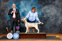 English Setter #10 Fri PG1 Judge Dale Martensen