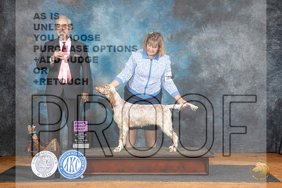 English Setter #10 Fri PG1 Judge Dale Martensen__JP_7286_MARSHALL_2024_HR3