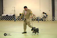 Miniature Schnauzer Sun-2