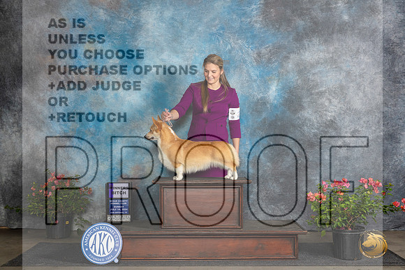 Pembroke Welsh Corgi #20 Sunn WB Judge Wendy G Willhauck__JP_5971_San Antonio_2024_HR3