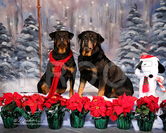 rott-6123-MrshlDec13-HR