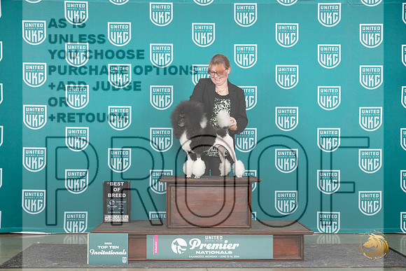 Poodle MC #1160 Thur T10BOB Judge Sharon Griffin__JP_1094_Premier_2024_HR3
