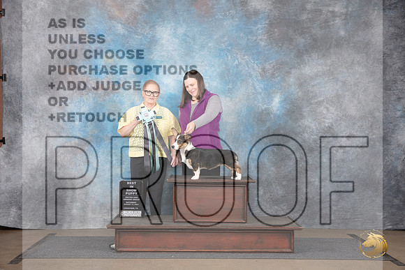 Cardigan Welsh Corgi #319 Sat PupBIS Judge Brenda Landers__JP_2590_LongviewTX_2024_HR3