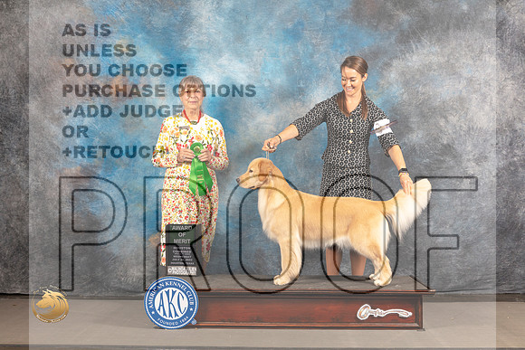 Golden Retriever #52 Wed AOM Judge Jill Warren_MJ_3025_Houston_2022_HR3