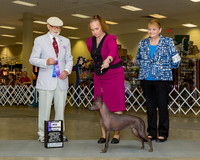 Xoloitzcuintli #12 Sat WB Maj Schneider Patty