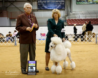 Poodle Standard #16 Sun BOB Yeakey Mary L Judge N Patton