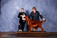 Irish Setter #6 BOS Sweeps