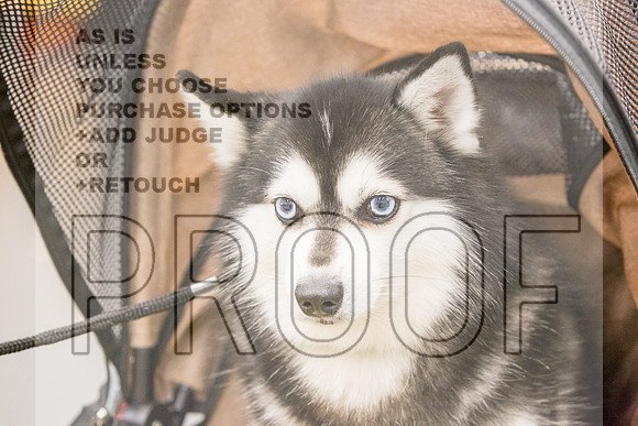 Alaskan Klee Kai Rings Fri Ring 1_JJL_6664_UKCLNGVIEWOCT2024_2024_HR3