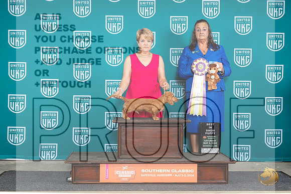 Dachshund Lonnghaired #166 Sat PBIS Judge Valerie Piltz__JP_6536_BatesvilleMS_2024_HR3