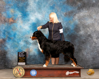 Bernese Mountain Dog #16 Fri WB Judge Donnelle Richards