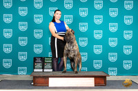 Presa Canario #710 Fri BOBG3TD Judge Valerie Piltz