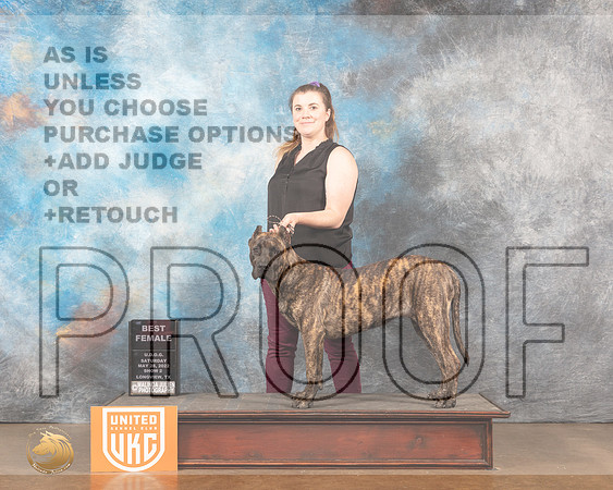 Presa Canario #319 Sat2 BF Judge Kathy ShortMMJ_5684_Lngvw2022HR3