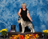Standard Schnauzers #5 Sat BoB OH Douglass Jeannene Liz Hansen Judge Mr Douglas R Holloway Jr
