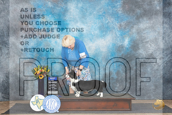 Cardigan Welsh Corgi #7 Fri WDBOW no judge__JP_9374_Abilene_2024_HR3