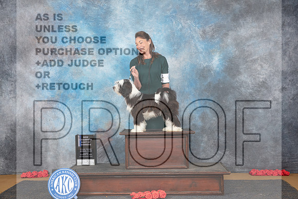 Tibetan Terrier #5 Sun WDBOW NCH Judge Anne Catterson__JP_0719_Sulphur Springs_2024_HR3